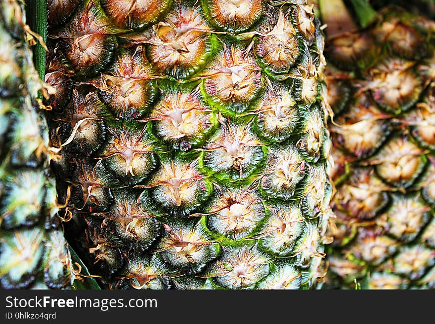 Ananas, Pineapple, Plant, Fruit