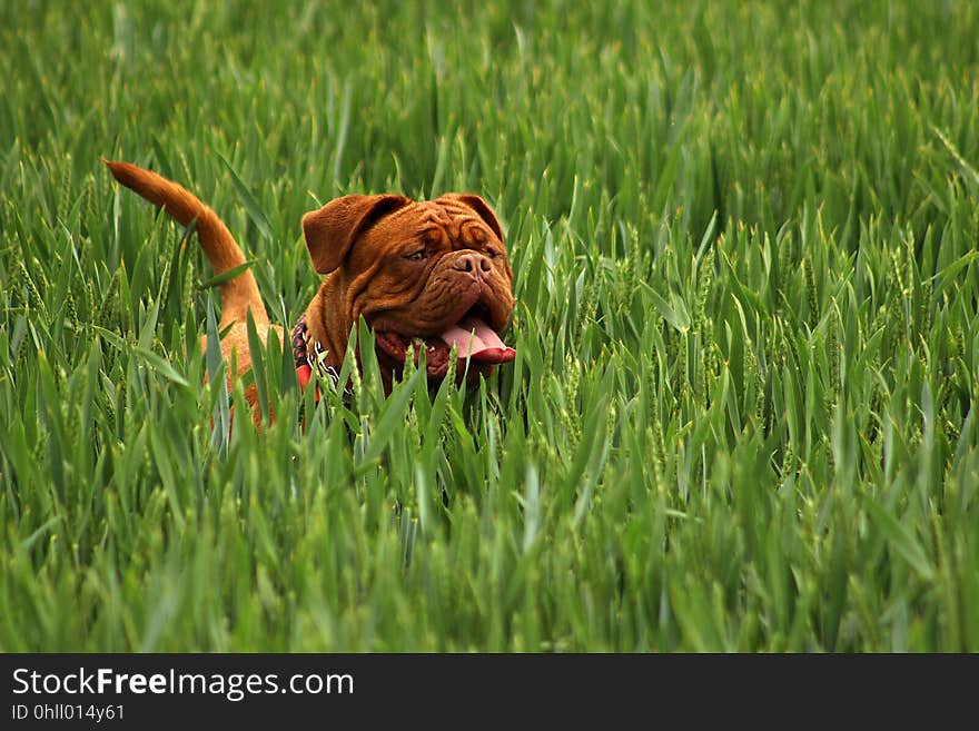 Grass, Dog Like Mammal, Dog, Dog Breed