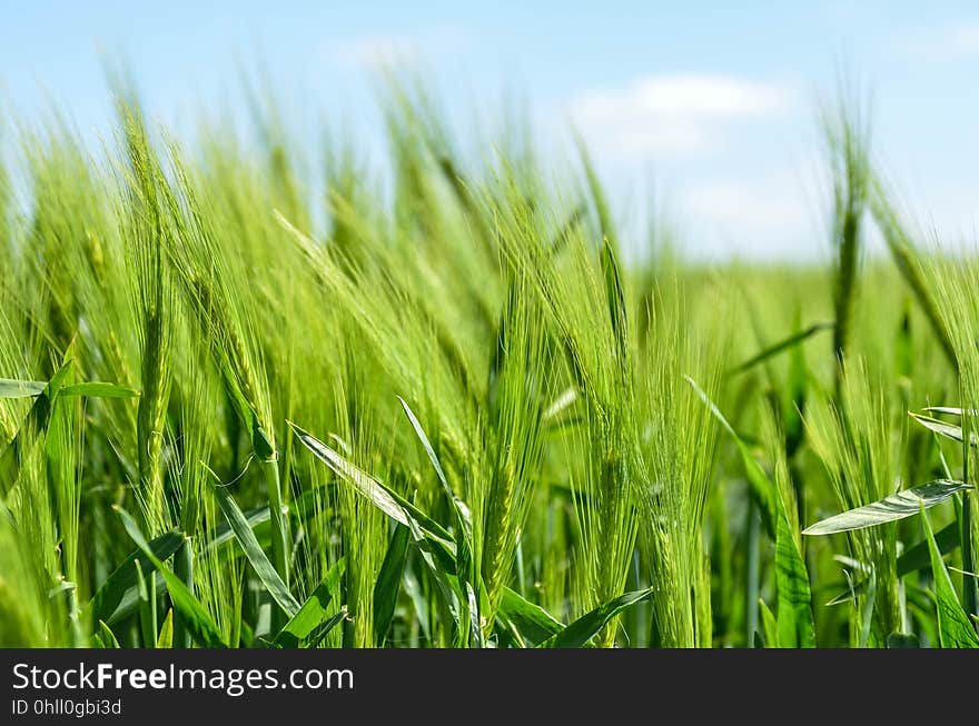 Field, Grass, Crop, Grass Family