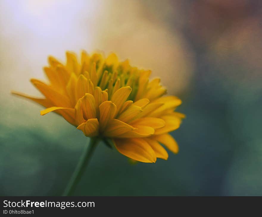 A macro of a lush yellow flower.