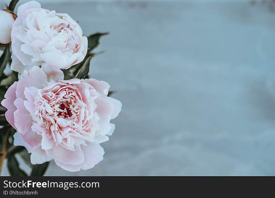 A close up of a pair of pink peony flowers. A close up of a pair of pink peony flowers.