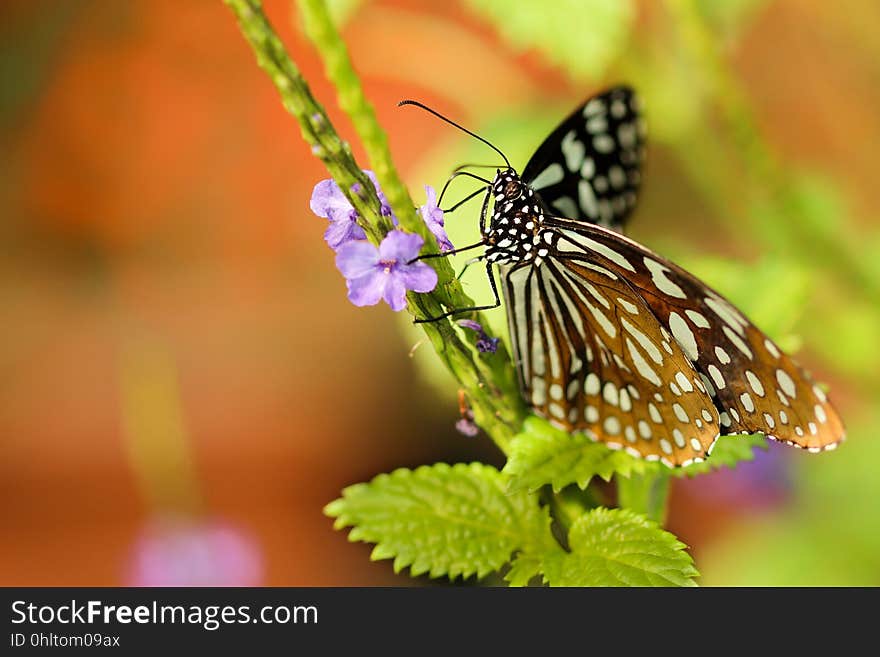 A butterfly sitting on a plant on a meadow. A butterfly sitting on a plant on a meadow.