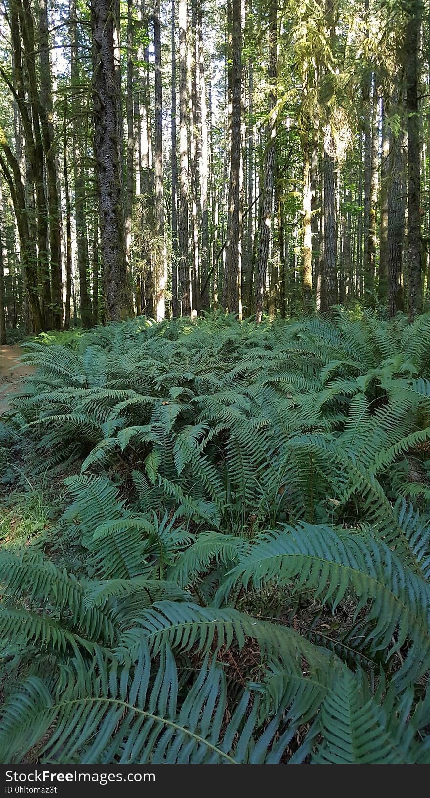 A forest view with green ferns in the bottom. A forest view with green ferns in the bottom.