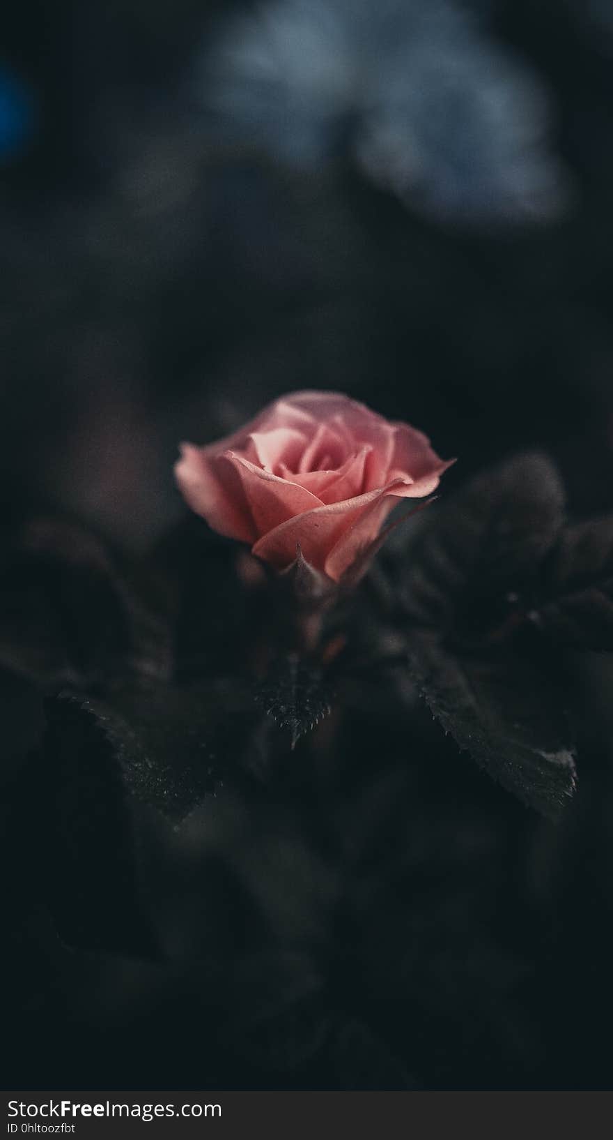 A pink rose against a dark background.