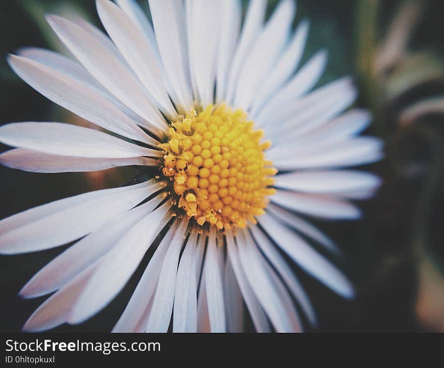 Closeup of a blooming daisy.