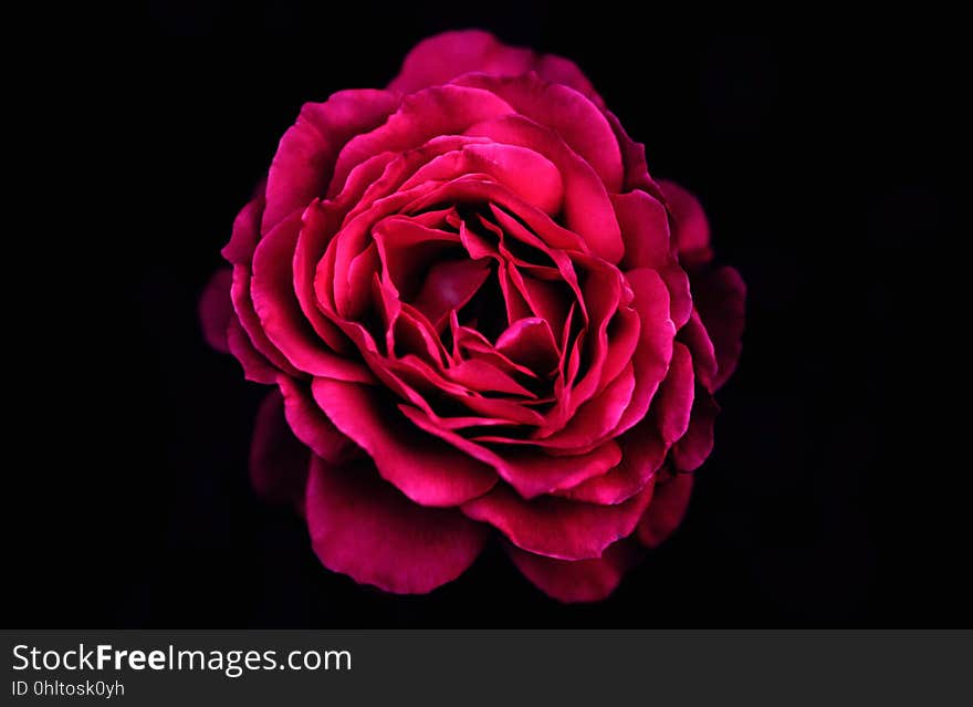 A beautiful red rose in full bloom isolated on black.