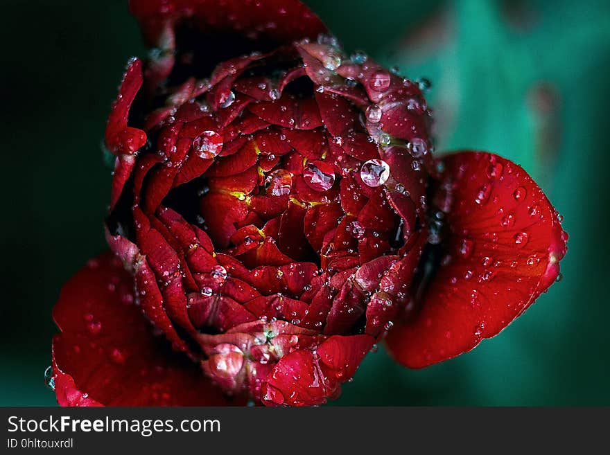 Closeup of a red peony with dew drops.