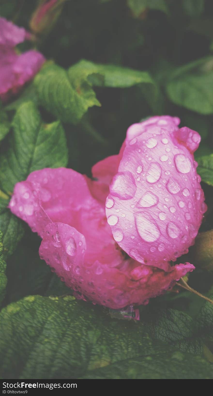 Closeup of a pink rose with water drops.