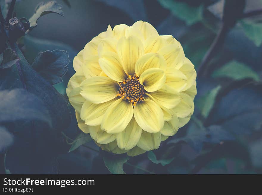 An yellow dahlia in a garden in the summer.