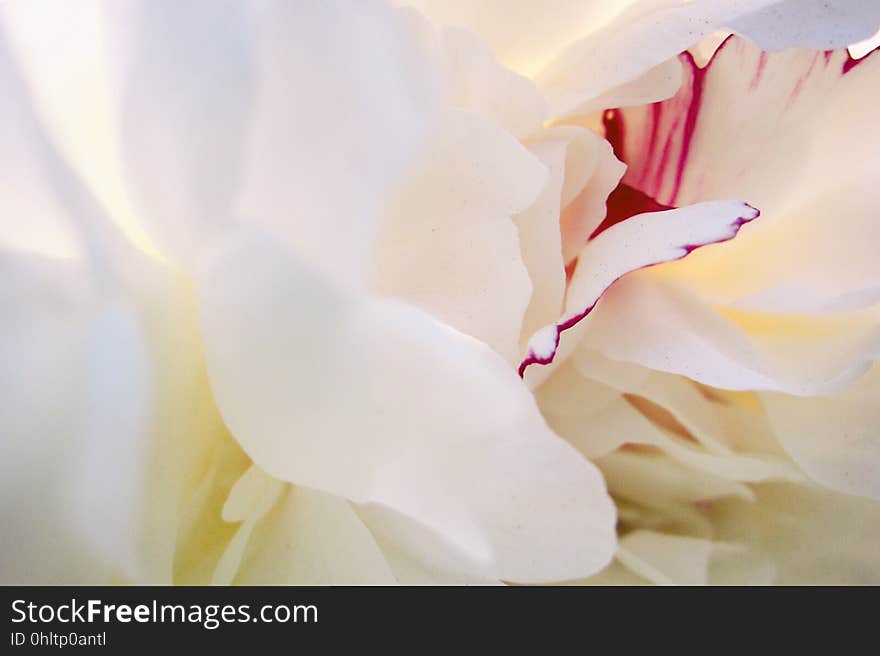 Closeup of white petal flowers ringed with red. Closeup of white petal flowers ringed with red.