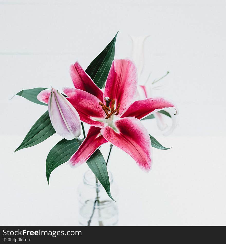 A pink tiger lily in a glass vase.