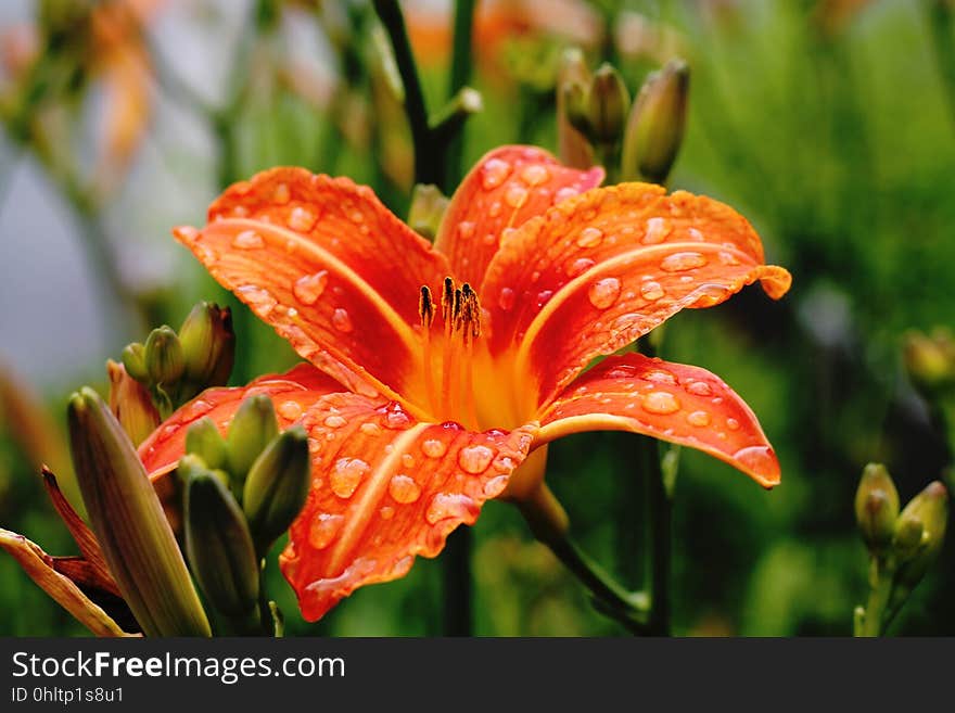 Closeup of orange colored Chinese lily after the rain, blurred background. Closeup of orange colored Chinese lily after the rain, blurred background.