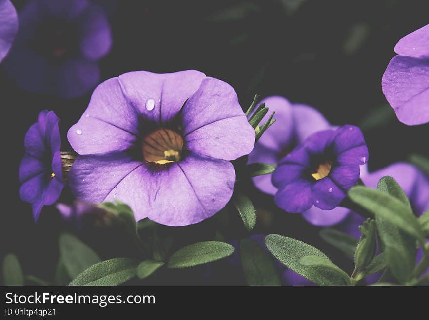 A close up of violet flowers with a blurred background.