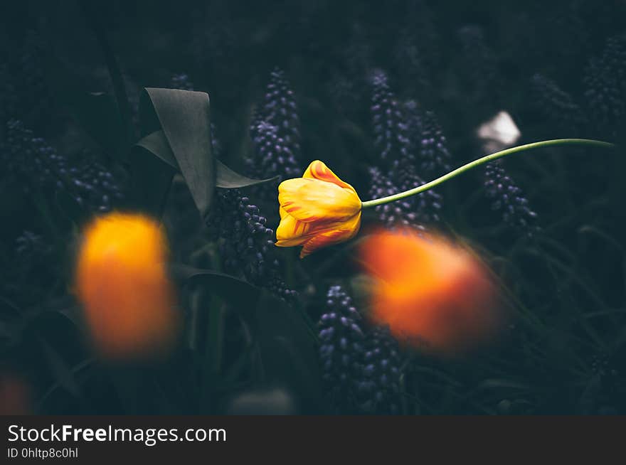 Yellow tulip on an abstract background.