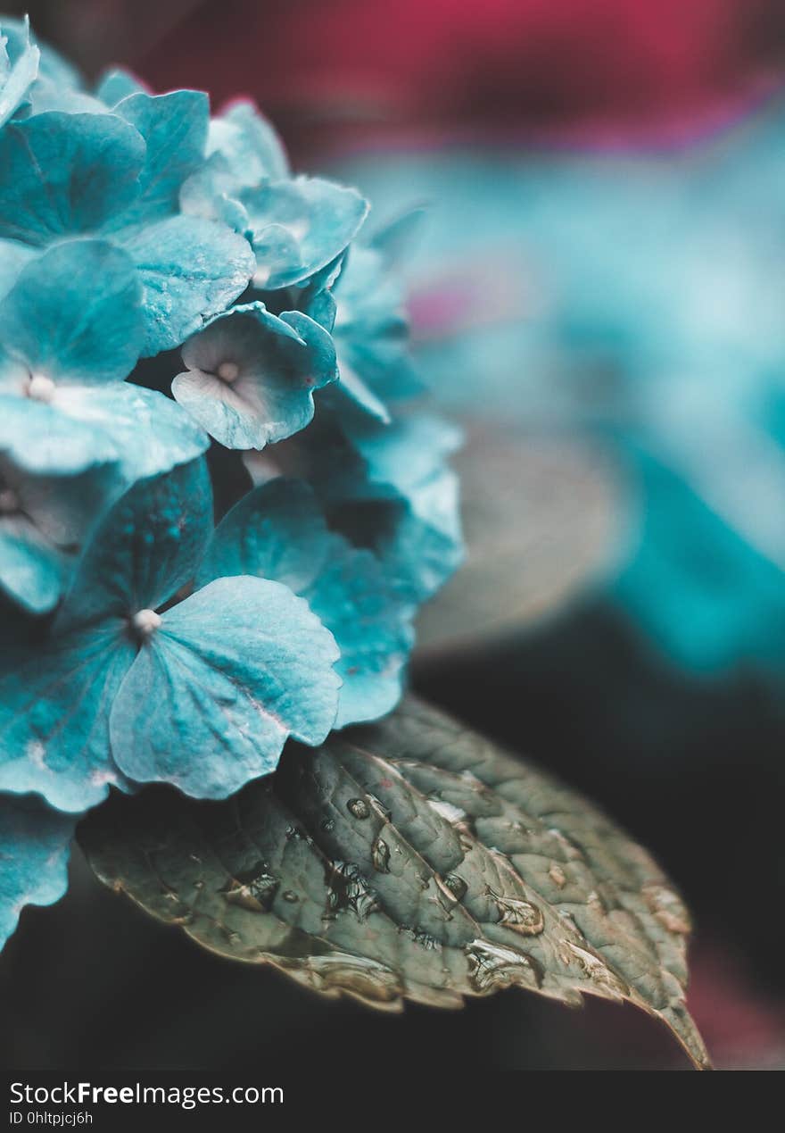 A close up of a blue hortensia.