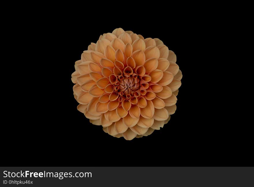 A colorful dahlia flower on black background.