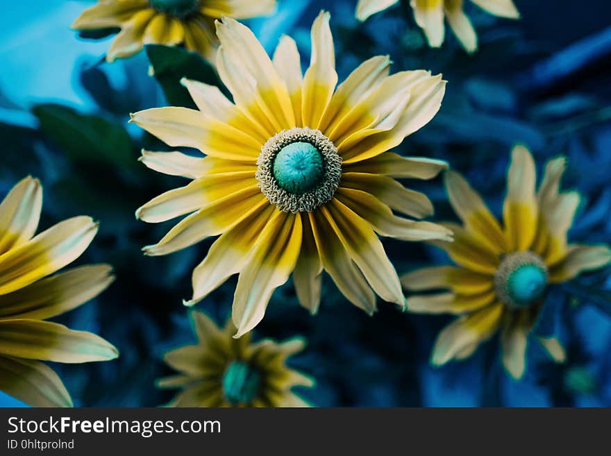 Closeup of blooming black-eyed susans.