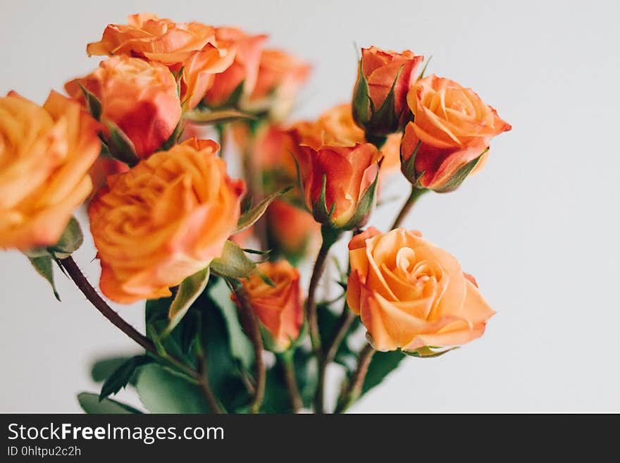 A bouquet of orange roses.