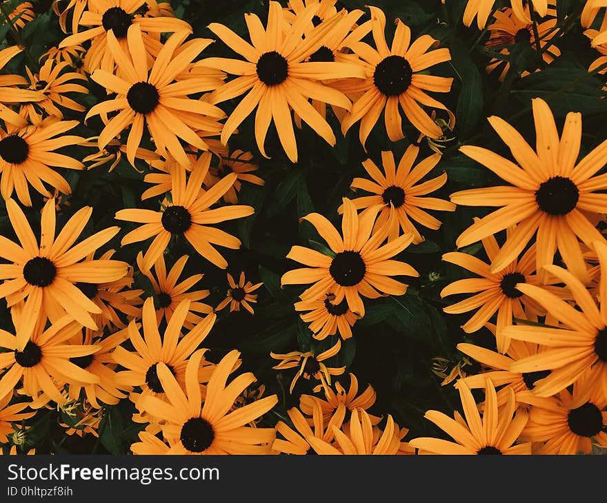 A closeup of a garden full of black-eyed susans. A closeup of a garden full of black-eyed susans.