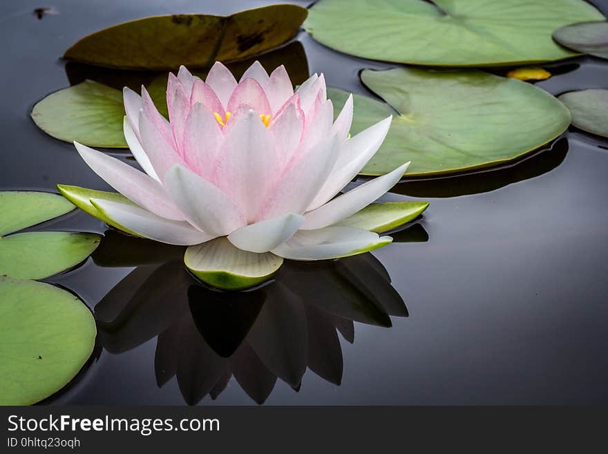 A pink water lily resting on a pond surface.