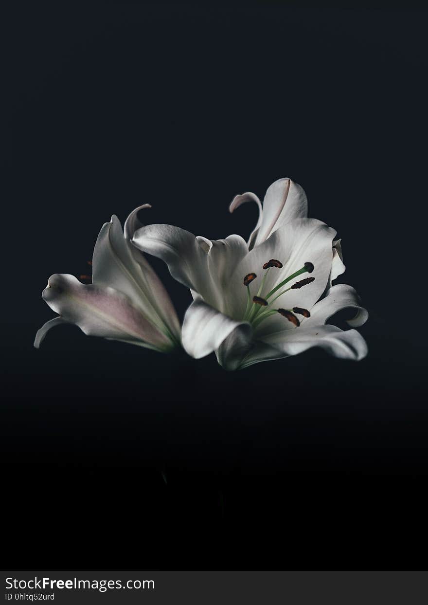 A close up of white lily flowers on a black background. A close up of white lily flowers on a black background.