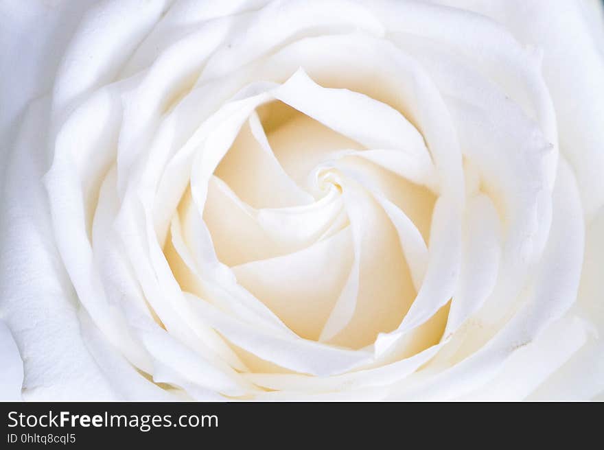 A close up of a white rose bud.