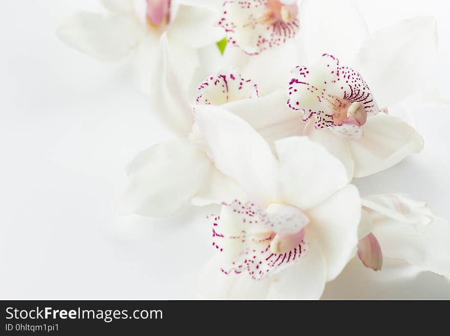 Closeup of beautiful white orchids.