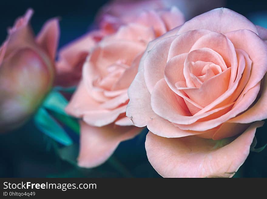 Closeup of a bouquet of pink roses. Closeup of a bouquet of pink roses.