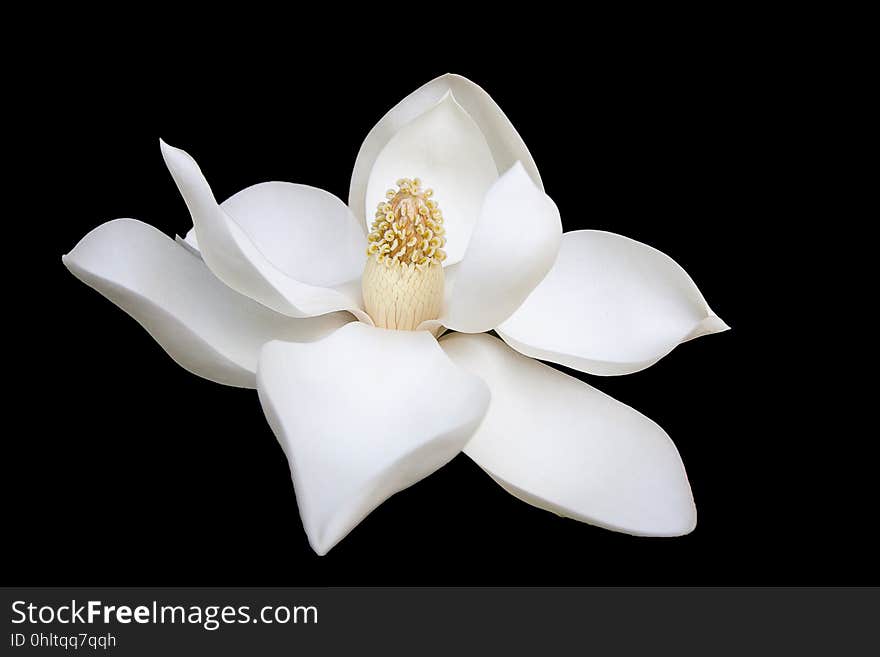 A white flower isolated on a black background.