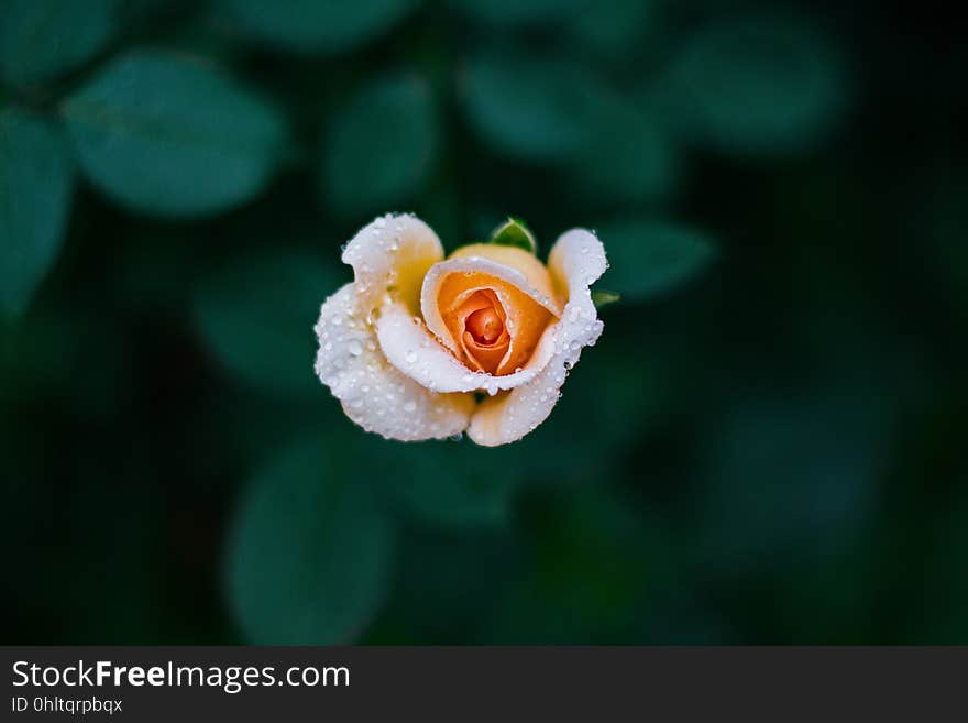 An aerial view of a peach rose with rain drops on it.