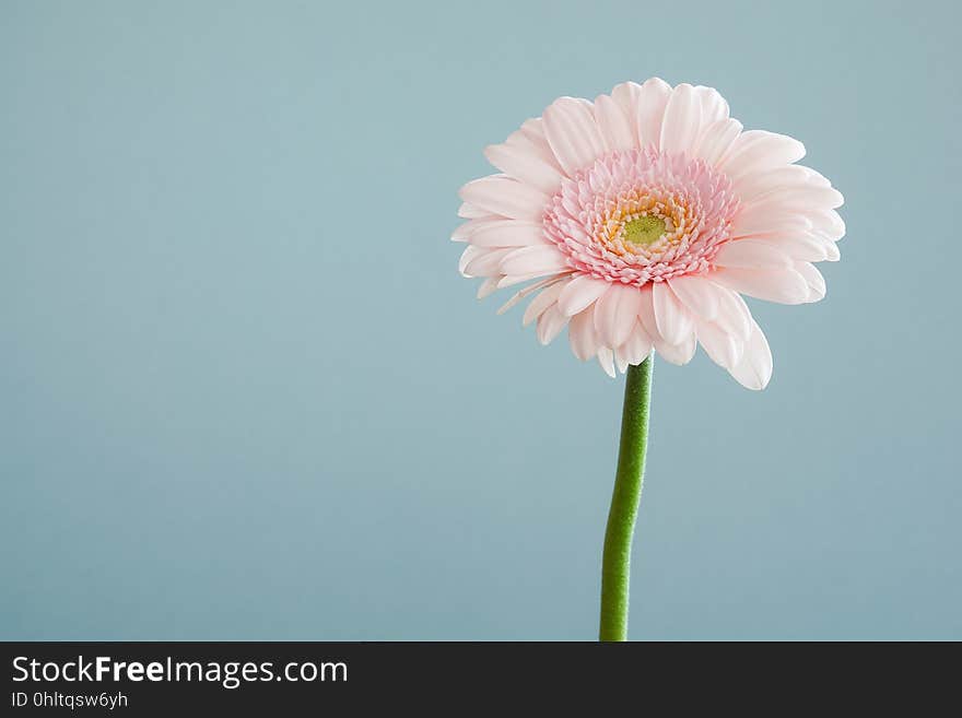 A close up of a pale pink flower on a blue background.