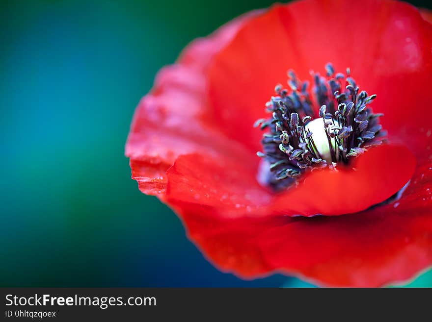 A macro of a bright red ponceau flower.