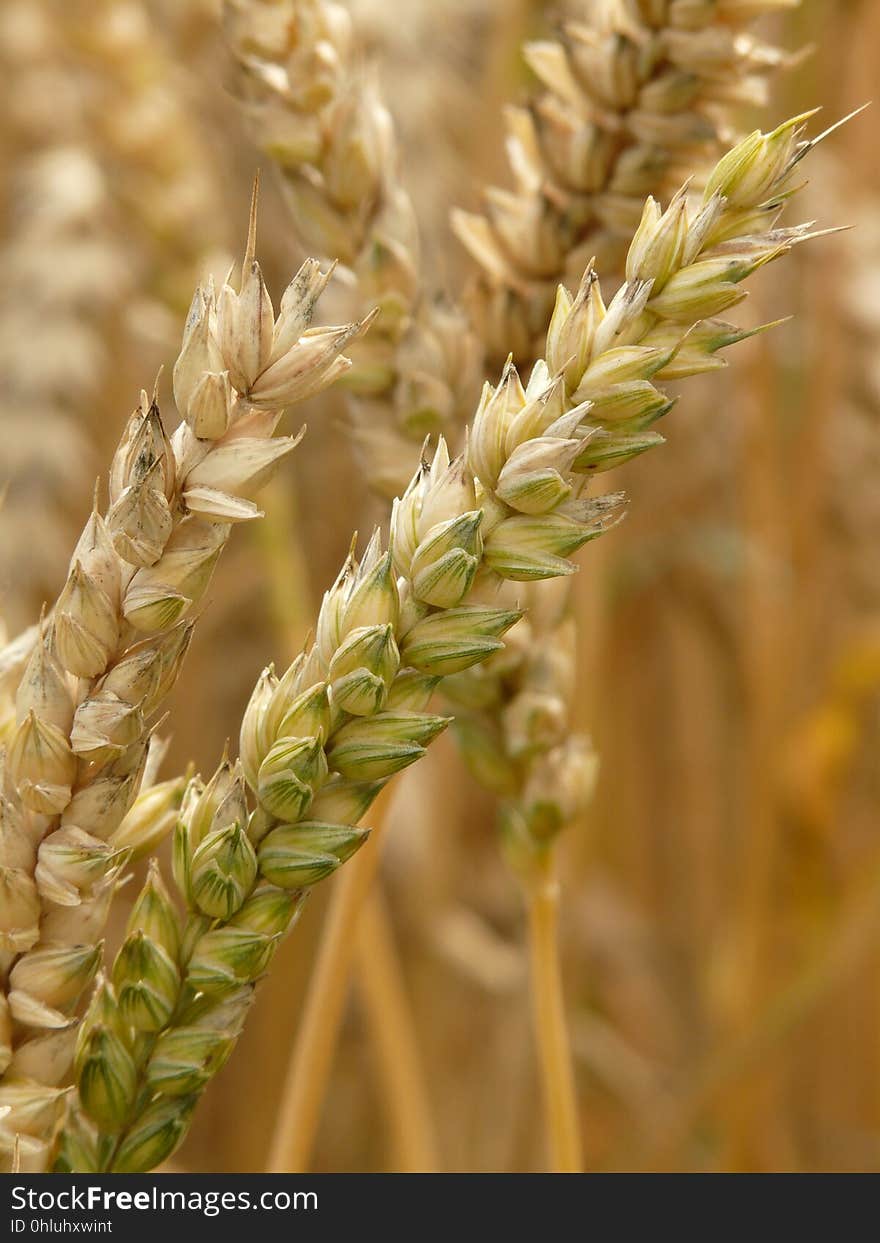 Food Grain, Grass Family, Wheat, Grain