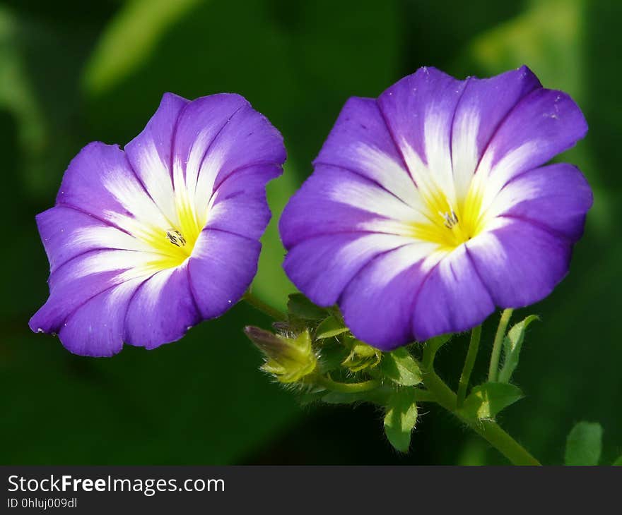 Flower, Flora, Plant, Purple