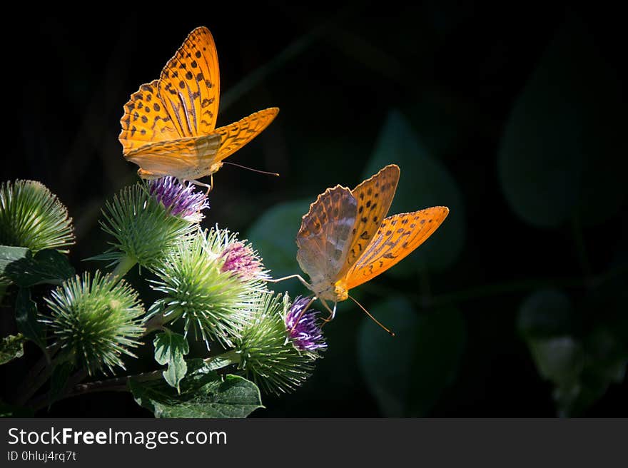 Butterfly, Moths And Butterflies, Insect, Brush Footed Butterfly