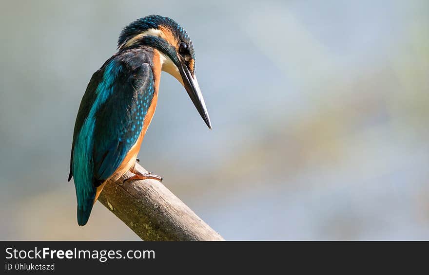 Bird, Beak, Fauna, Close Up