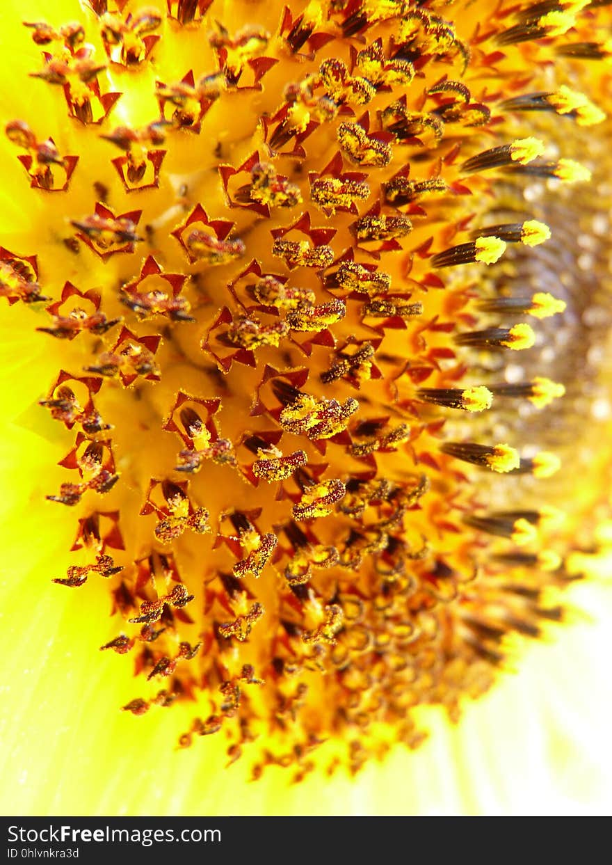 Yellow, Sunflower, Pollen, Membrane Winged Insect