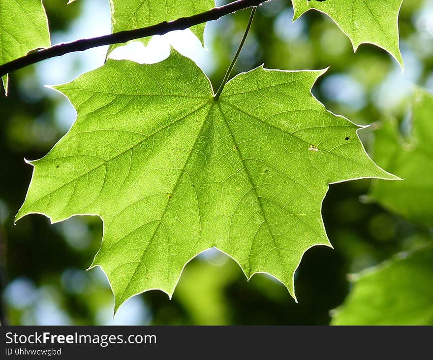 Leaf, Plant, Maple Leaf, Flora