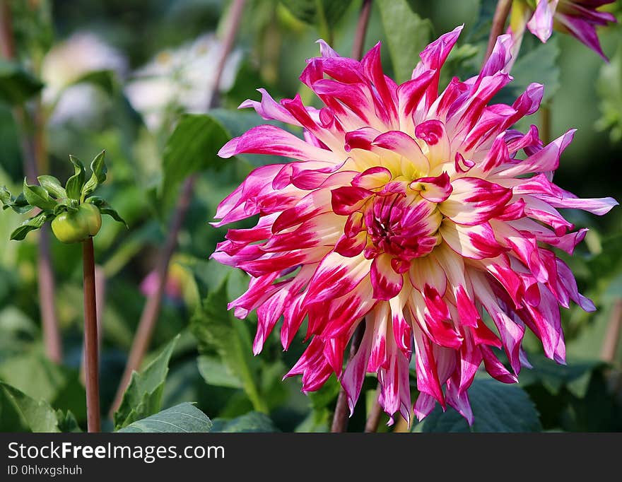 Flower, Plant, Flowering Plant, Flora