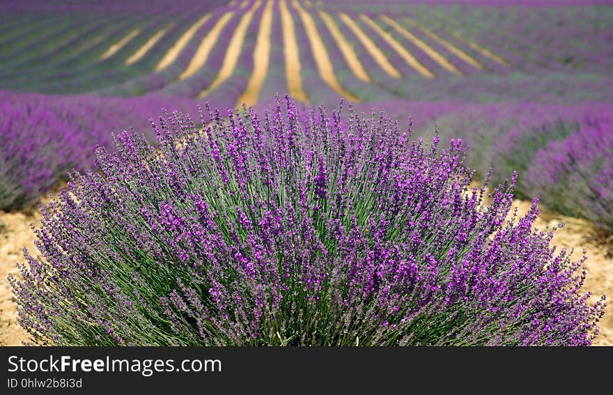 Plant, English Lavender, Lavender, Flower