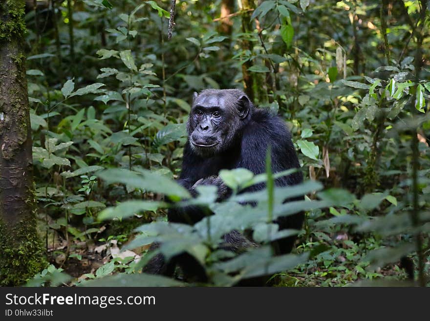 Mammal, Great Ape, Chimpanzee, Fauna