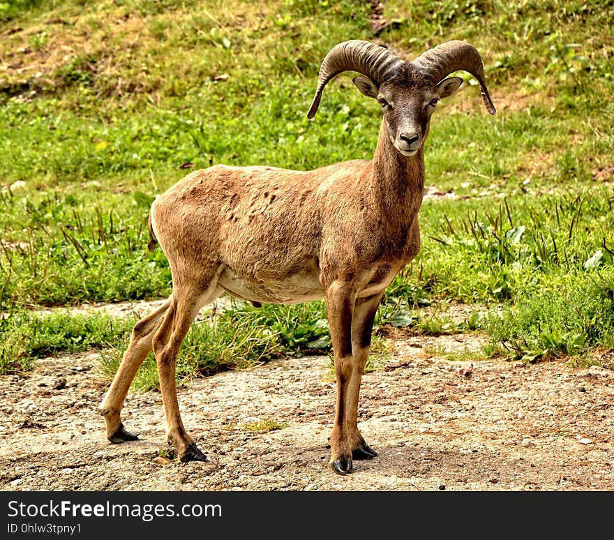 Horn, Argali, Fauna, Wildlife