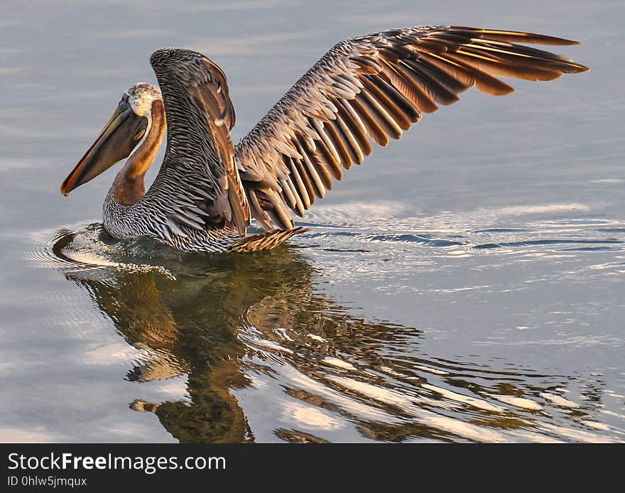 Pelican, Bird, Fauna, Seabird