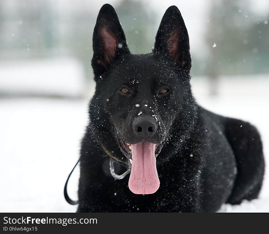 Dog, Dog Like Mammal, Black, Dog Breed