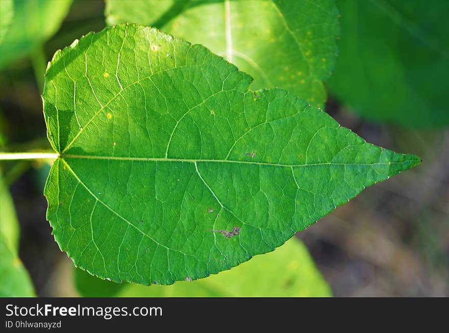 Leaf, Plant Pathology, Plant, Plant Stem