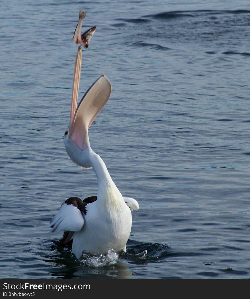 Bird, Seabird, Water, Pelican