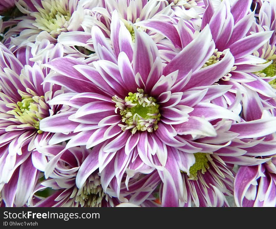 Flower, Purple, Violet, Plant