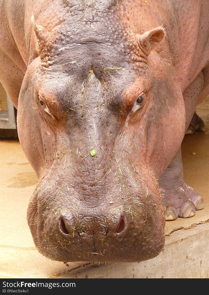 Hippopotamus, Fauna, Terrestrial Animal, Wildlife