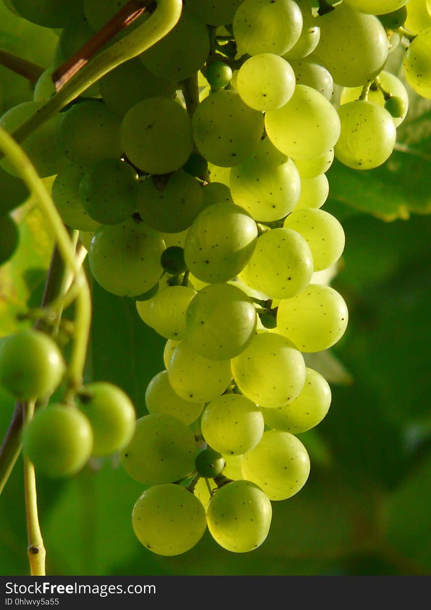 Grape, Grapevine Family, Fruit, Seedless Fruit