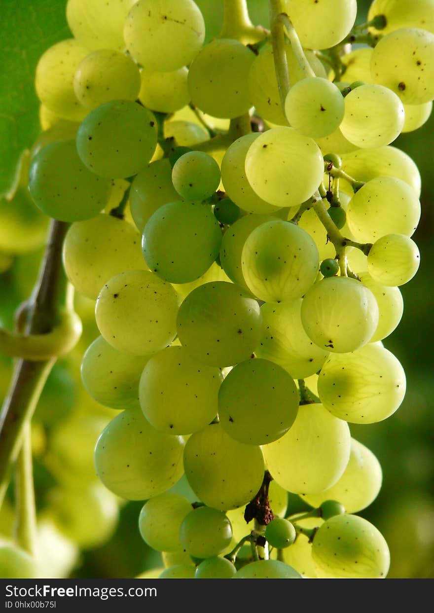 Grape, Fruit, Grapevine Family, Seedless Fruit